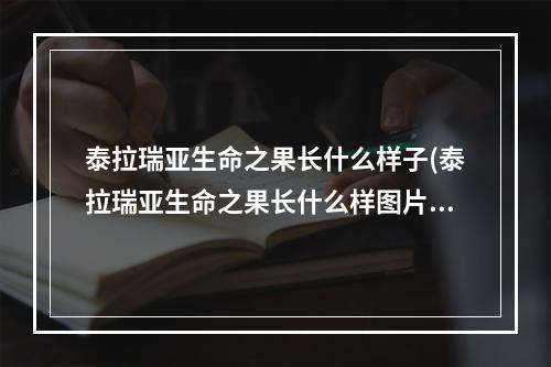 泰拉瑞亚生命之果长什么样子(泰拉瑞亚生命之果长什么样图片)