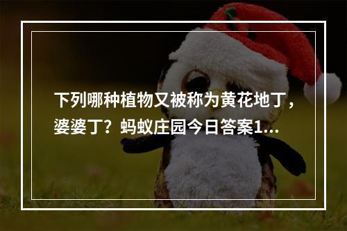 下列哪种植物又被称为黄花地丁，婆婆丁？蚂蚁庄园今日答案10月15日