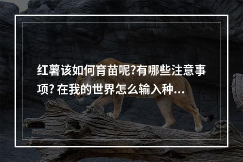 红薯该如何育苗呢?有哪些注意事项? 在我的世界怎么输入种子攻略列表