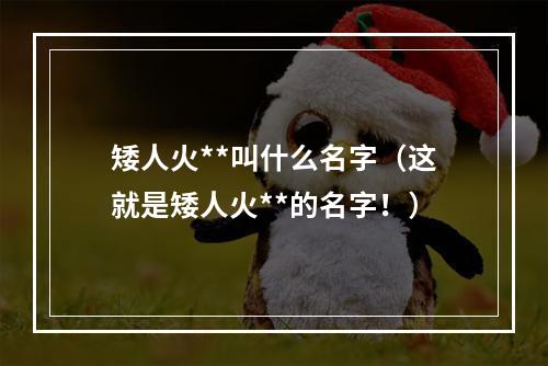 矮人火**叫什么名字（这就是矮人火**的名字！）