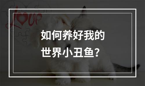 如何养好我的世界小丑鱼？