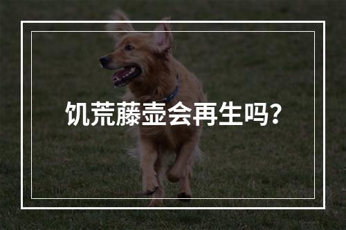 饥荒藤壶会再生吗？