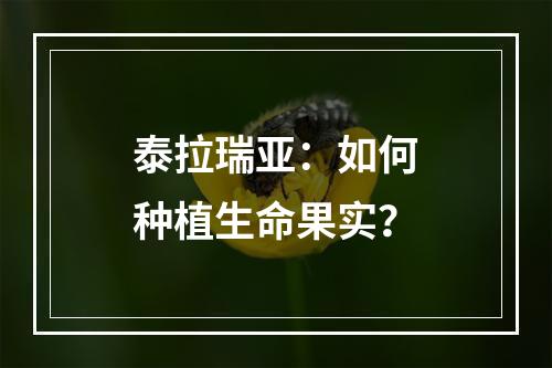 泰拉瑞亚：如何种植生命果实？