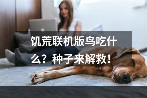 饥荒联机版鸟吃什么？种子来解救！