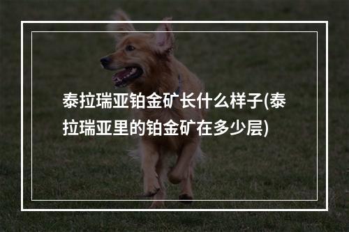 泰拉瑞亚铂金矿长什么样子(泰拉瑞亚里的铂金矿在多少层)