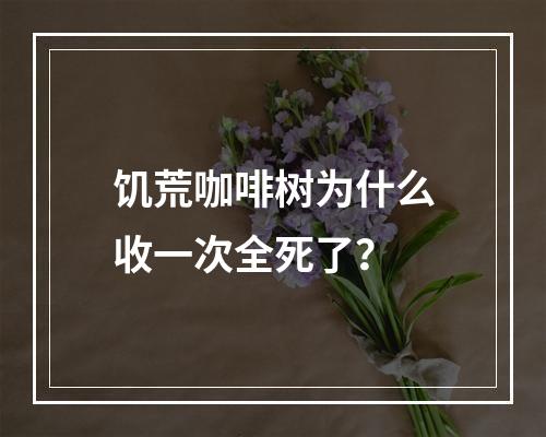 饥荒咖啡树为什么收一次全死了？