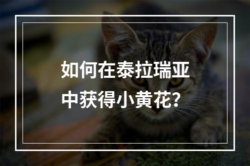 如何在泰拉瑞亚中获得小黄花？