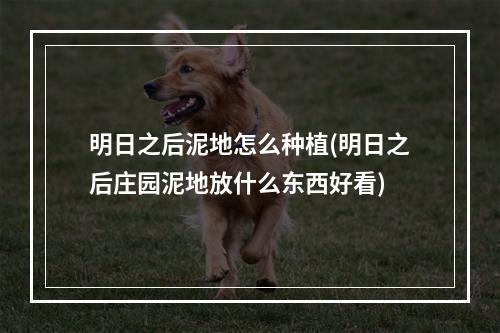 明日之后泥地怎么种植(明日之后庄园泥地放什么东西好看)