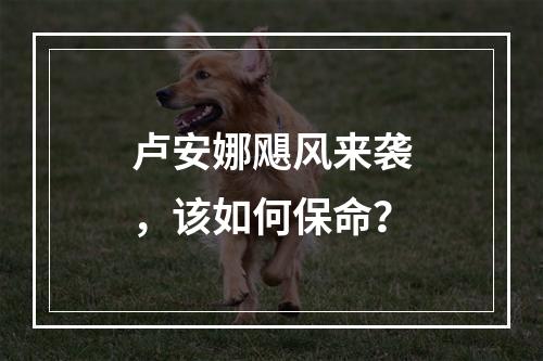 卢安娜飓风来袭，该如何保命？