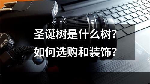 圣诞树是什么树？如何选购和装饰？