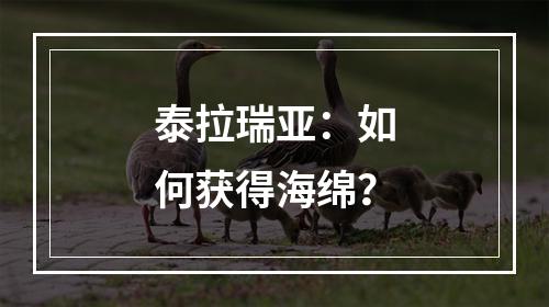 泰拉瑞亚：如何获得海绵？