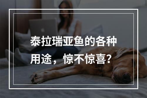 泰拉瑞亚鱼的各种用途，惊不惊喜？