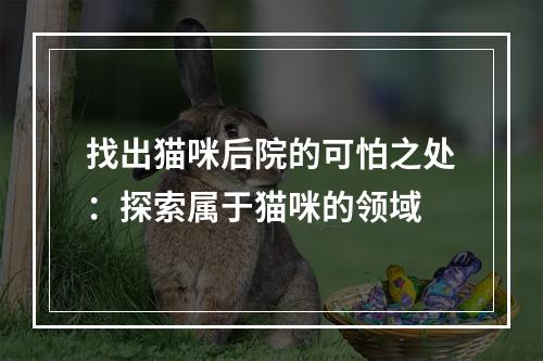 找出猫咪后院的可怕之处：探索属于猫咪的领域