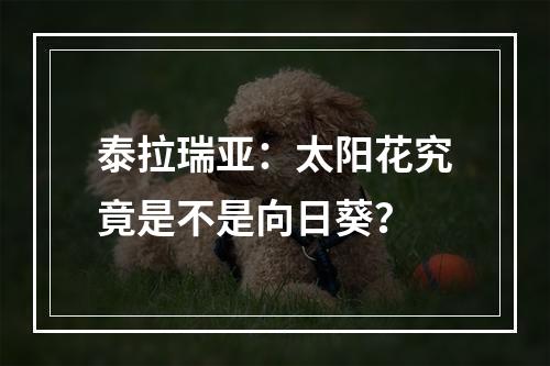 泰拉瑞亚：太阳花究竟是不是向日葵？