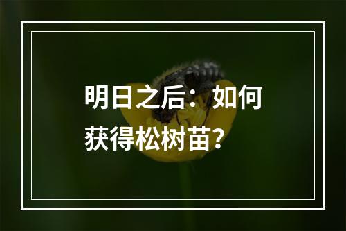 明日之后：如何获得松树苗？