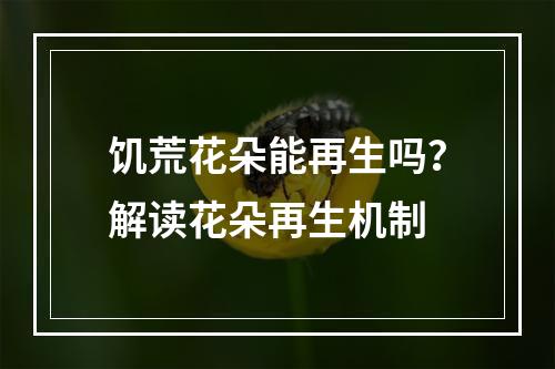 饥荒花朵能再生吗？解读花朵再生机制