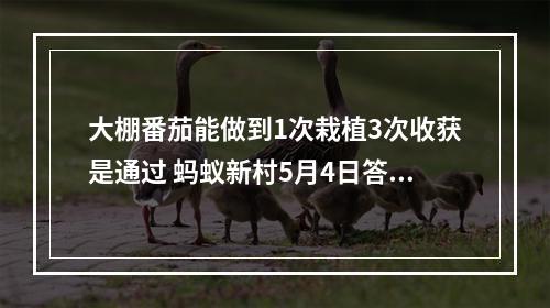 大棚番茄能做到1次栽植3次收获是通过 蚂蚁新村5月4日答案最新--游戏攻略网