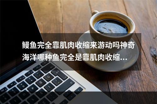 鳗鱼完全靠肌肉收缩来游动吗神奇海洋哪种鱼完全是靠肌肉收缩来游动