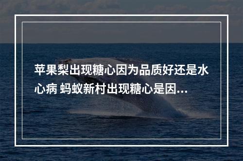 苹果梨出现糖心因为品质好还是水心病 蚂蚁新村出现糖心是因为