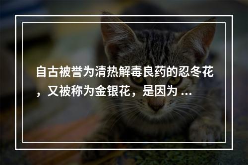 自古被誉为清热解毒良药的忍冬花，又被称为金银花，是因为 蚂蚁庄园今日答案10月16日