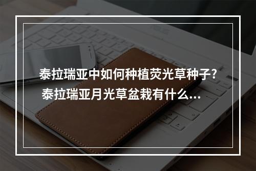 泰拉瑞亚中如何种植荧光草种子? 泰拉瑞亚月光草盆栽有什么用攻略介绍