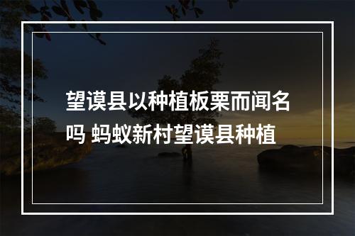 望谟县以种植板栗而闻名吗 蚂蚁新村望谟县种植