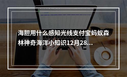 海胆用什么感知光线支付宝蚂蚁森林神奇海洋小知识12月28日答案