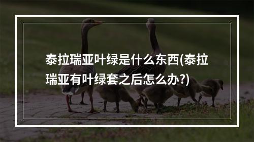 泰拉瑞亚叶绿是什么东西(泰拉瑞亚有叶绿套之后怎么办?)