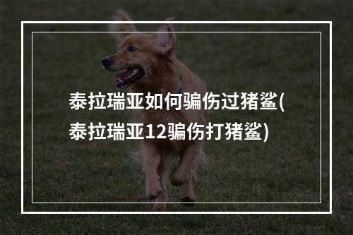 泰拉瑞亚如何骗伤过猪鲨(泰拉瑞亚12骗伤打猪鲨)