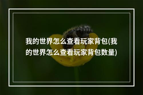 我的世界怎么查看玩家背包(我的世界怎么查看玩家背包数量)