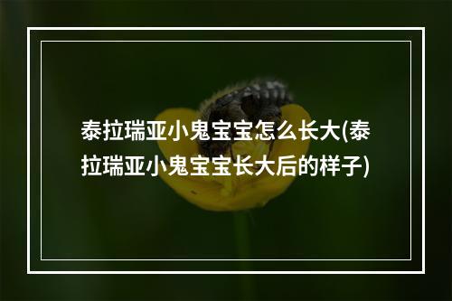 泰拉瑞亚小鬼宝宝怎么长大(泰拉瑞亚小鬼宝宝长大后的样子)