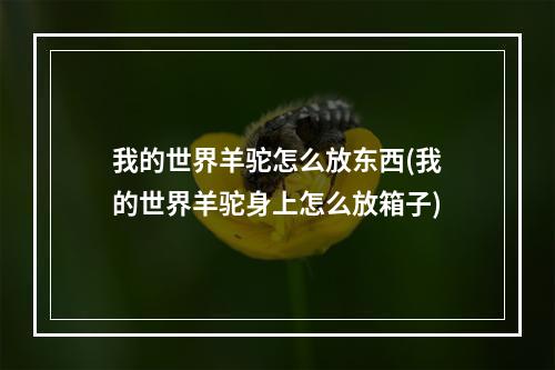 我的世界羊驼怎么放东西(我的世界羊驼身上怎么放箱子)