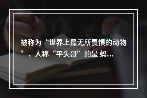 被称为“世界上最无所畏惧的动物”，人称“平头哥”的是 蚂蚁庄园今日答案12月8日