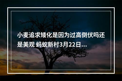 小麦追求矮化是因为过高倒伏吗还是美观 蚂蚁新村3月22日答案 最新