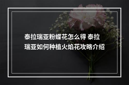 泰拉瑞亚粉蝶花怎么得 泰拉瑞亚如何种植火焰花攻略介绍