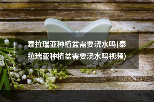 泰拉瑞亚种植盆需要浇水吗(泰拉瑞亚种植盆需要浇水吗视频)