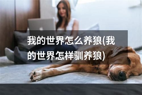 我的世界怎么养狼(我的世界怎样驯养狼)