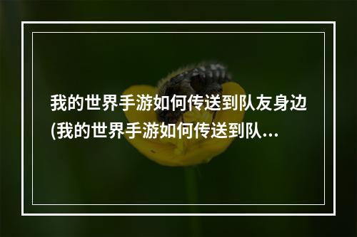 我的世界手游如何传送到队友身边(我的世界手游如何传送到队友身边去)