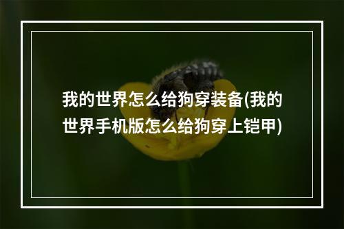 我的世界怎么给狗穿装备(我的世界手机版怎么给狗穿上铠甲)