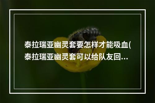 泰拉瑞亚幽灵套要怎样才能吸血(泰拉瑞亚幽灵套可以给队友回血吗)