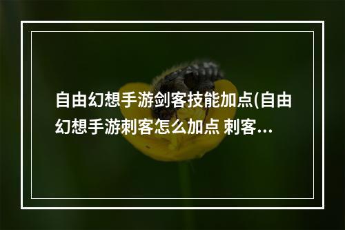 自由幻想手游剑客技能加点(自由幻想手游刺客怎么加点 刺客技能属性加点攻略)