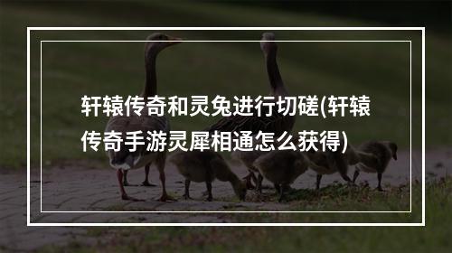 轩辕传奇和灵兔进行切磋(轩辕传奇手游灵犀相通怎么获得)