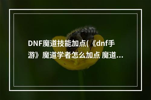 DNF魔道技能加点(《dnf手游》魔道学者怎么加点 魔道学者技能加点推荐 DNF)