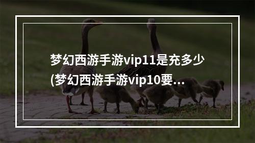 梦幻西游手游vip11是充多少(梦幻西游手游vip10要多少钱)