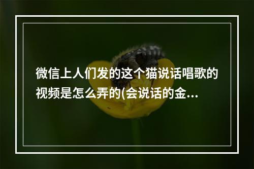 微信上人们发的这个猫说话唱歌的视频是怎么弄的(会说话的金杰2)