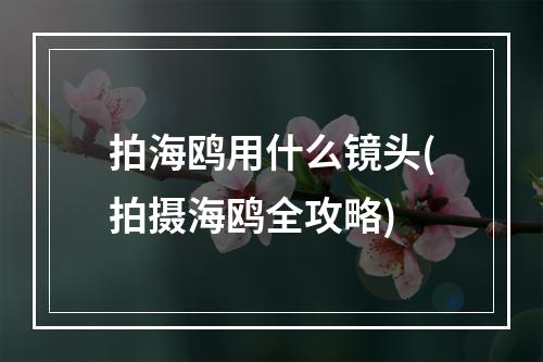 拍海鸥用什么镜头(拍摄海鸥全攻略)