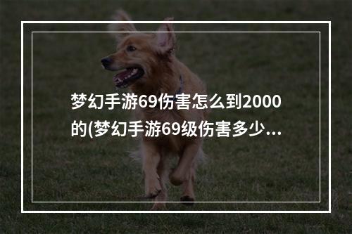 梦幻手游69伤害怎么到2000的(梦幻手游69级伤害多少)