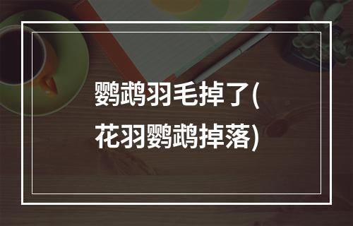 鹦鹉羽毛掉了(花羽鹦鹉掉落)