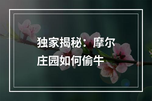 独家揭秘：摩尔庄园如何偷牛