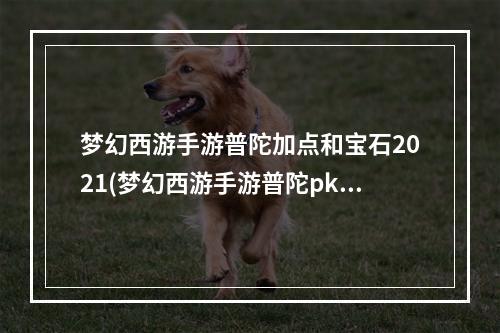 梦幻西游手游普陀加点和宝石2021(梦幻西游手游普陀pk加点)